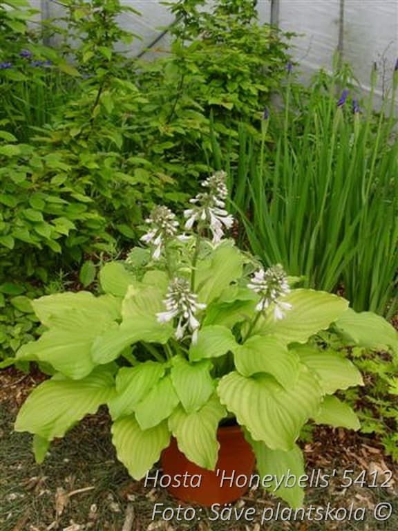 Hosta 'Honeybells'