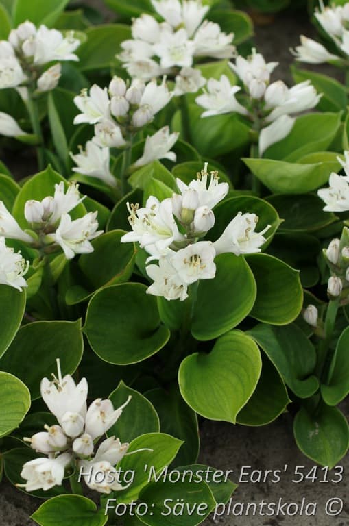Hosta 'Monster Ears'