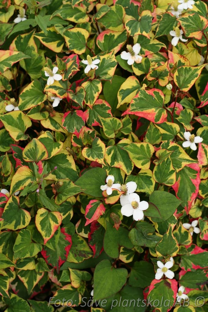 Houttuynia cordata 'Chameleon'