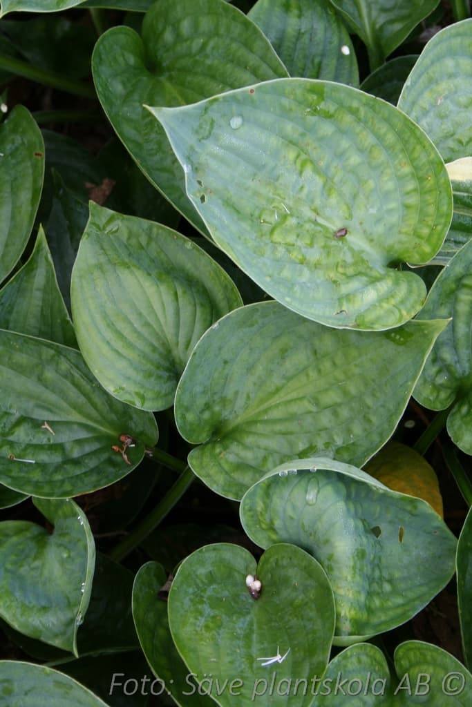 Hosta 'Abiqua Drinking Gourd'