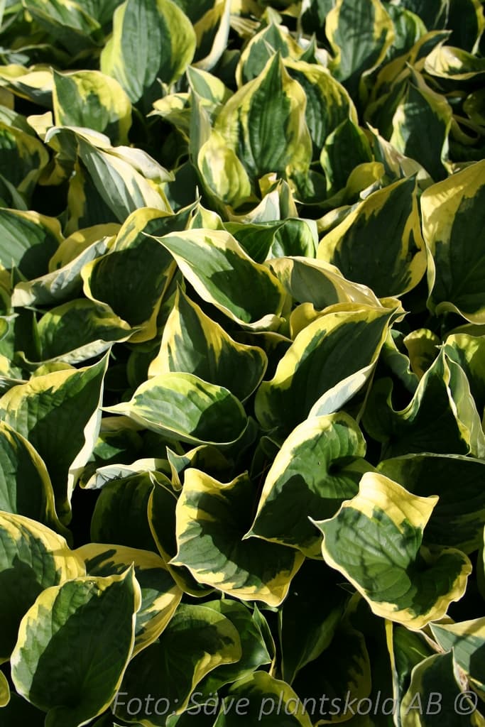 Hosta 'Twilight'