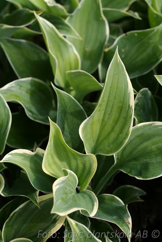 Hosta 'Sagae'
