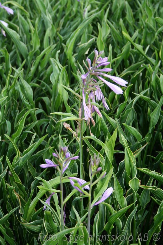 Hosta 'Praying Hands '