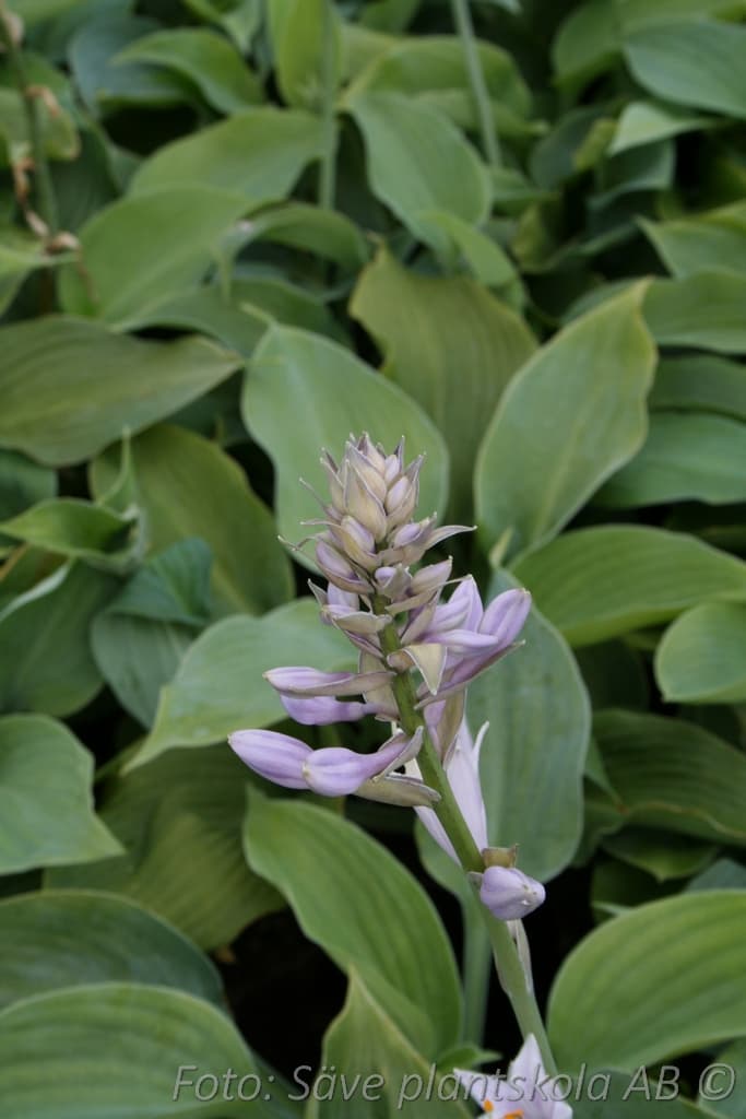 Hosta 'Blue Angel'