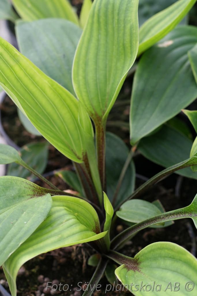 Hosta 'Purple Heart'