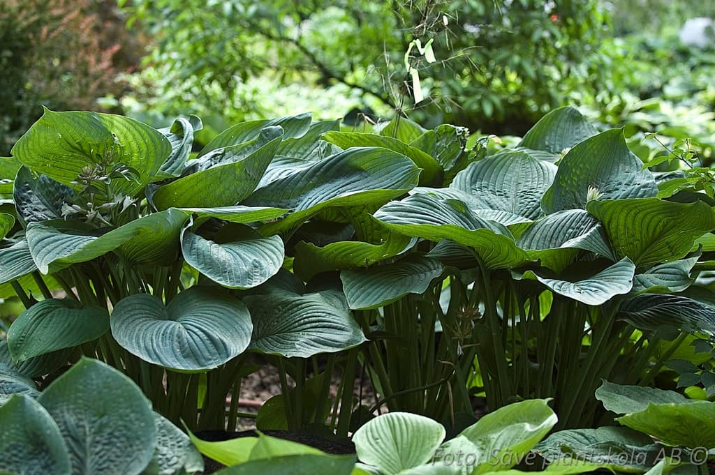 Hosta  'Empress Wu' (PBR)