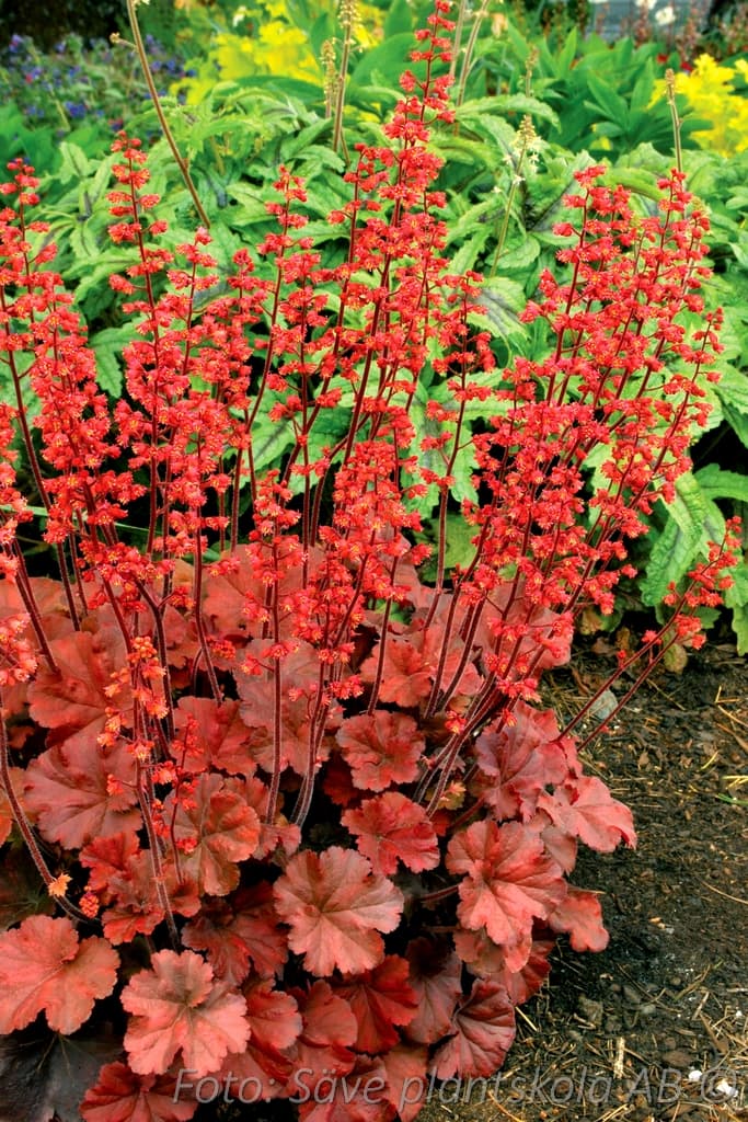 Heuchera 'Cherry Cola' (PBR)