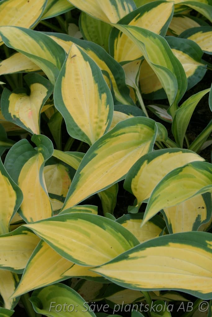 Hosta 'Orange Marmalade'