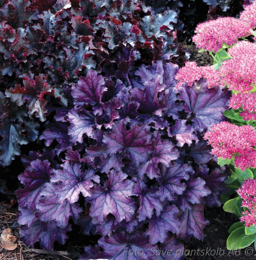 Heuchera 'Forever Purple' (PBR)