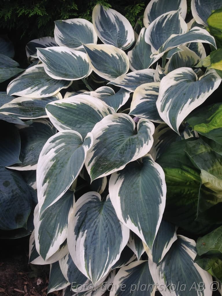Hosta tardiana 'El Niño' (PBR)