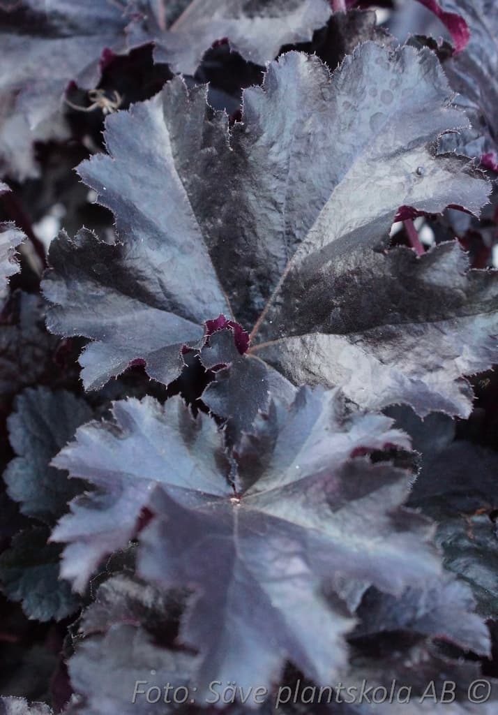 Heuchera 'Black Pearl'