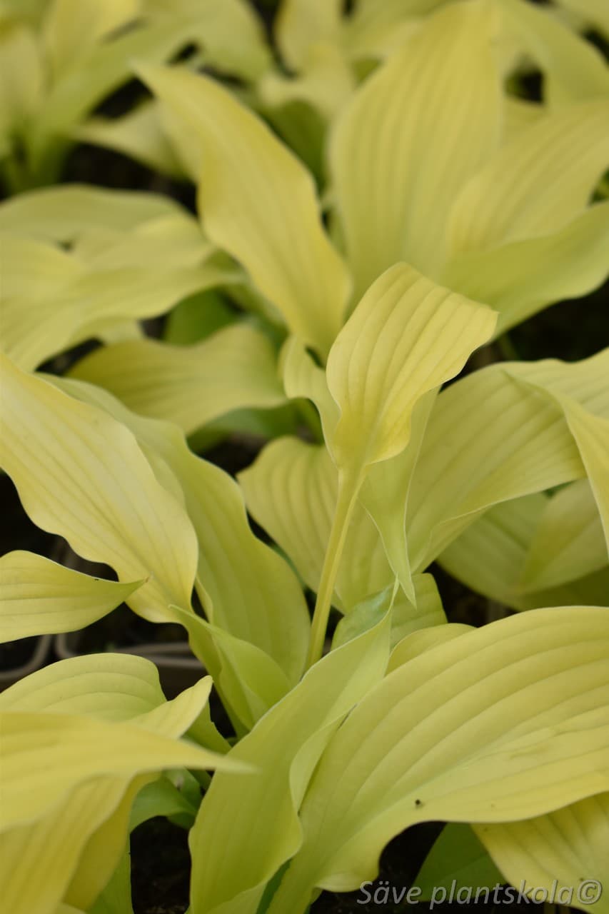 Hosta 'Dancing Queen'