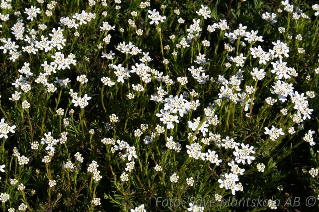 Iberis sempervirens 'Appen Etz'