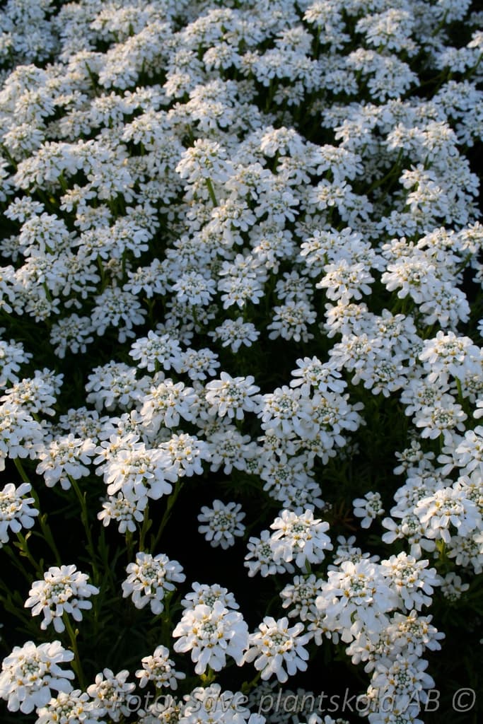 Iberis sempervirens 'Weisser Zwerg'