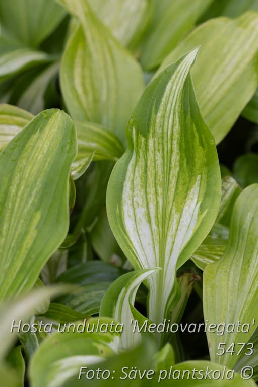 Hosta undulata 'Mediovariegata'