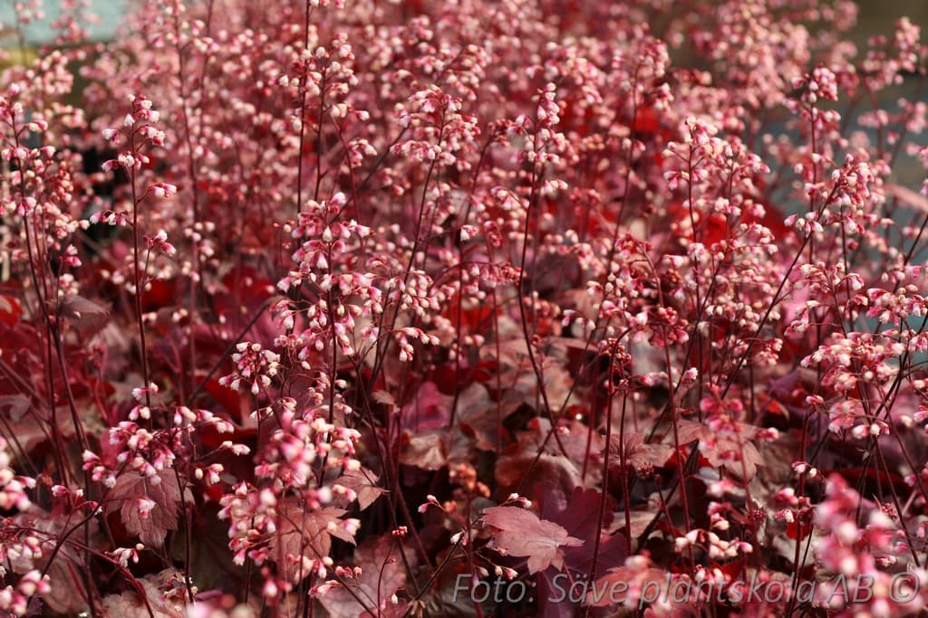 Heuchera 'Fire Chief' (PBR)
