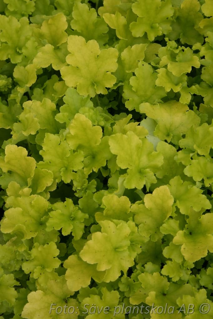 Heuchera   'Lime Marmalade'