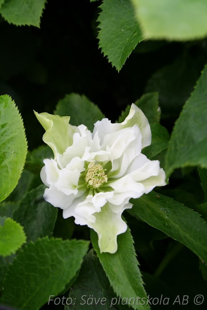 Helleborus orientalis 'Double White'