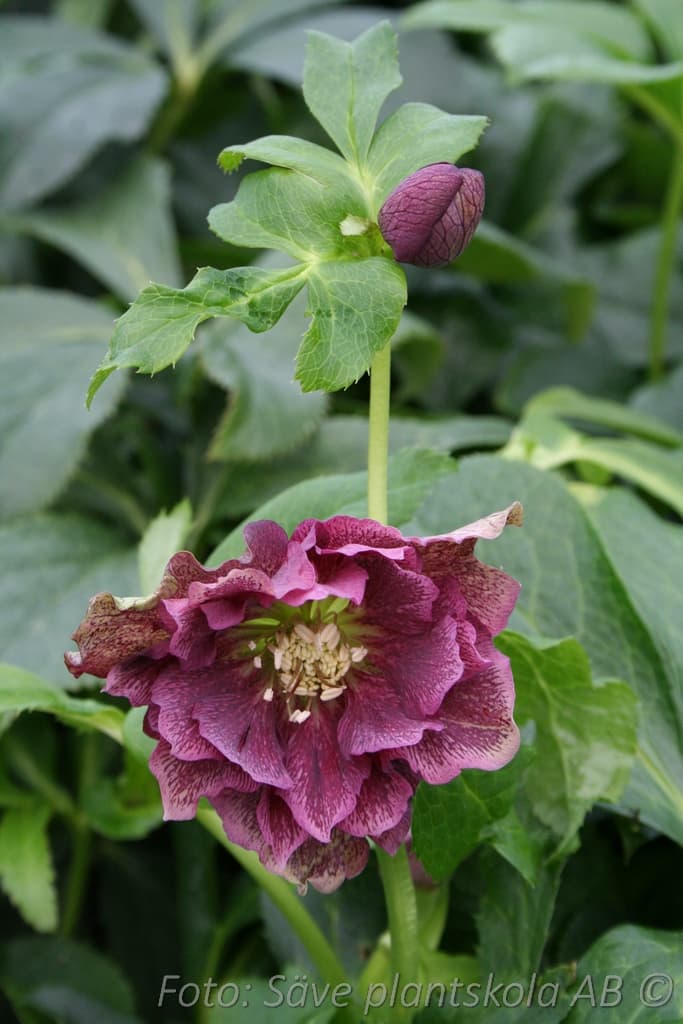 Helleborus orientalis 'Double Red'
