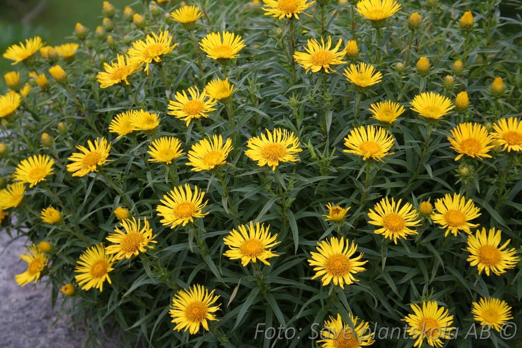 Inula ensifolia