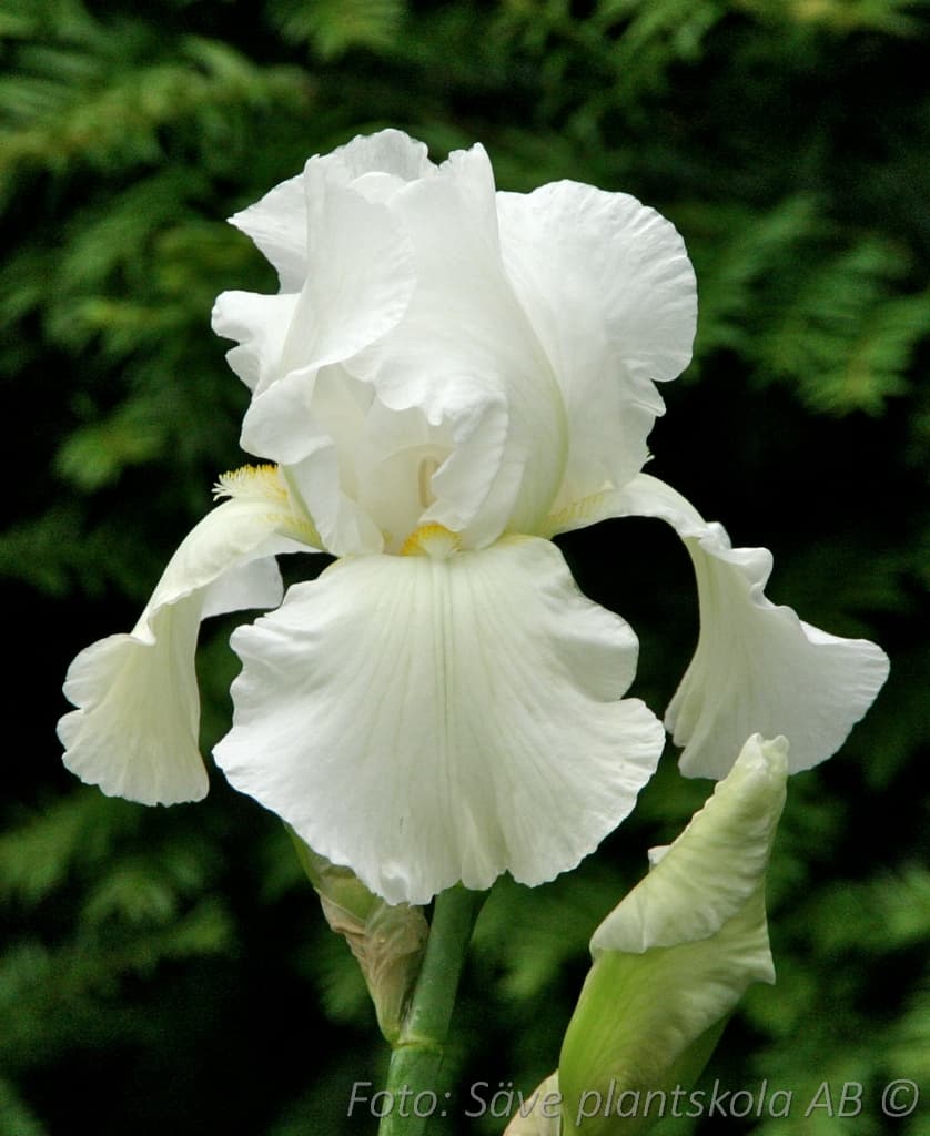 Iris germanica 'Bianca'