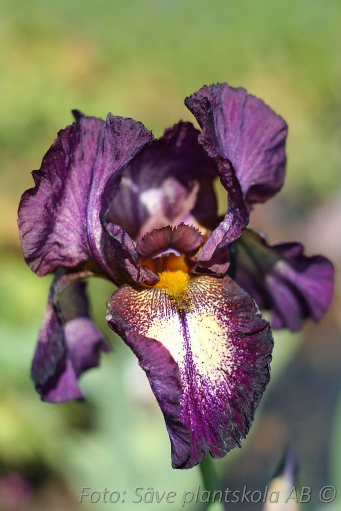 Iris germanica 'Attention Please'