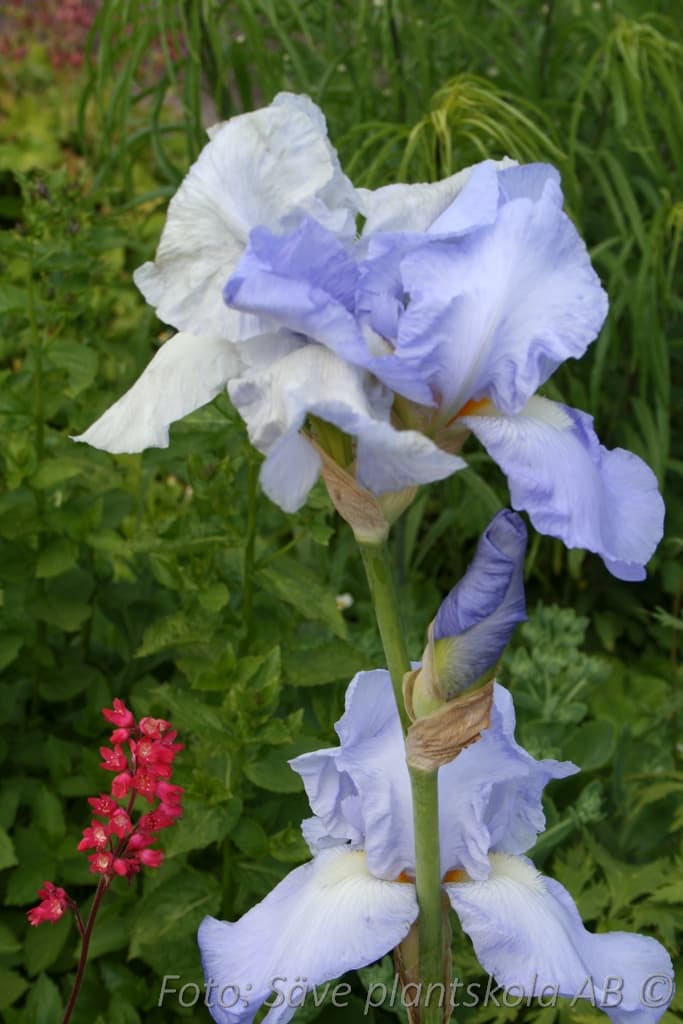 Iris germanica 'Harbour Blue'