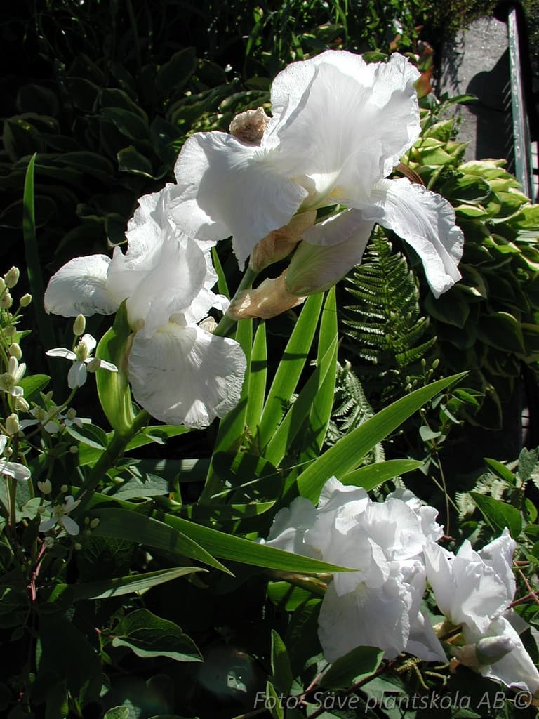 Iris germanica 'Immortality'