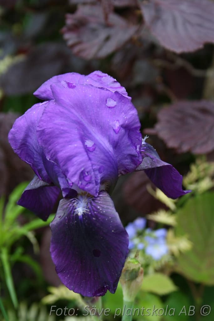 Iris germanica 'Lent A Williamson'