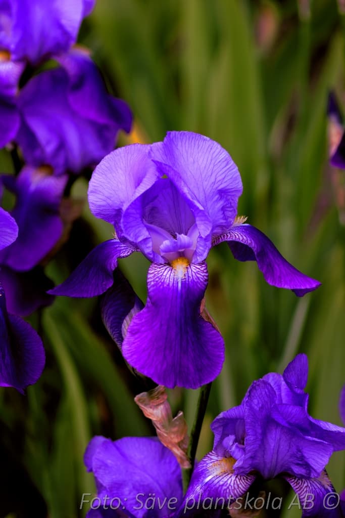 Iris germanica 'Joanna'