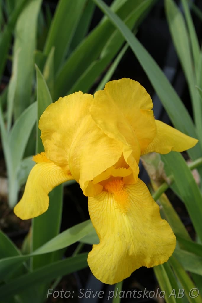 Iris germanica 'October Sun'