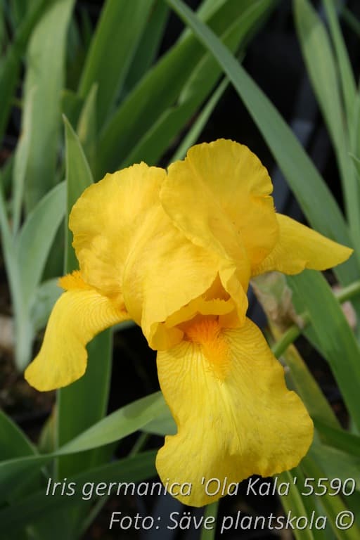 Iris germanica 'Ola Kala'