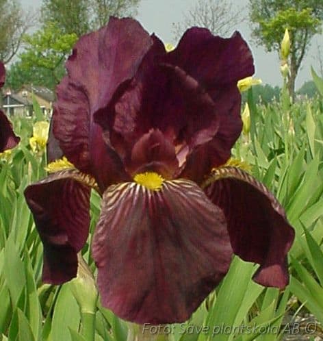 Iris germanica 'Red Orchid'