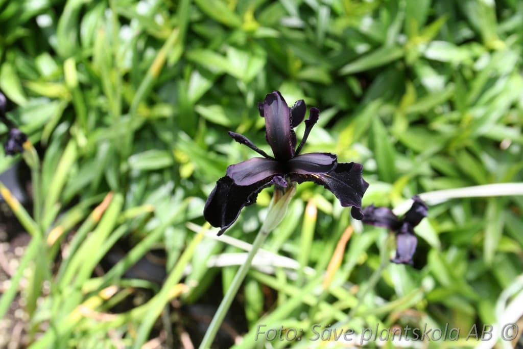 Iris chrysographes 'Black Form'