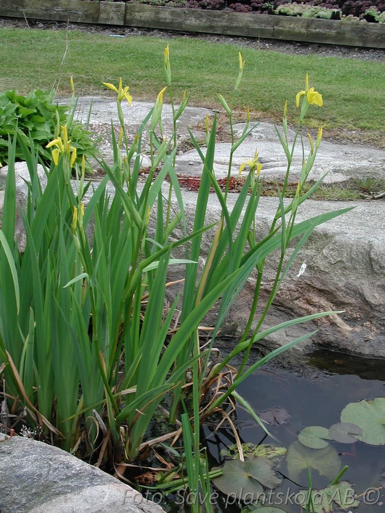 Iris pseudacorus