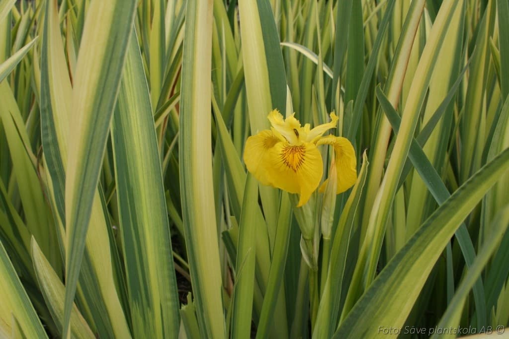 Iris pseudacorus 'Variegata'
