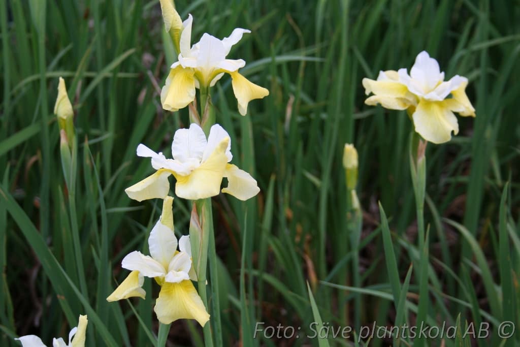Iris sibirica 'Butter and Sugar'
