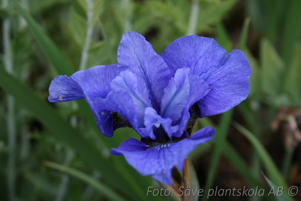Iris sibirica  'Blue Moon'