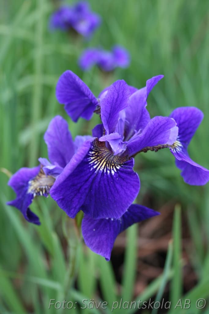 Iris sibirica 'Caesar's Brother'