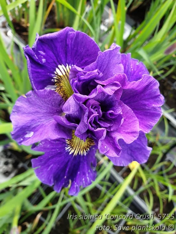 Iris sibirica 'Concord Crush'
