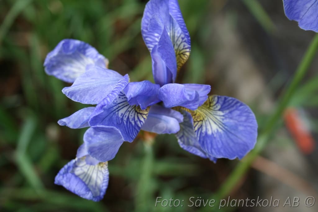 Iris sibirica 'Perry's Blue'