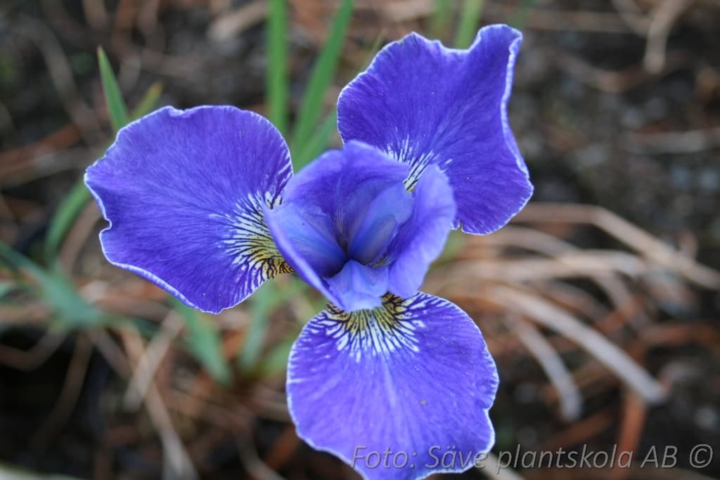 Iris sibirica 'Silver Edge'