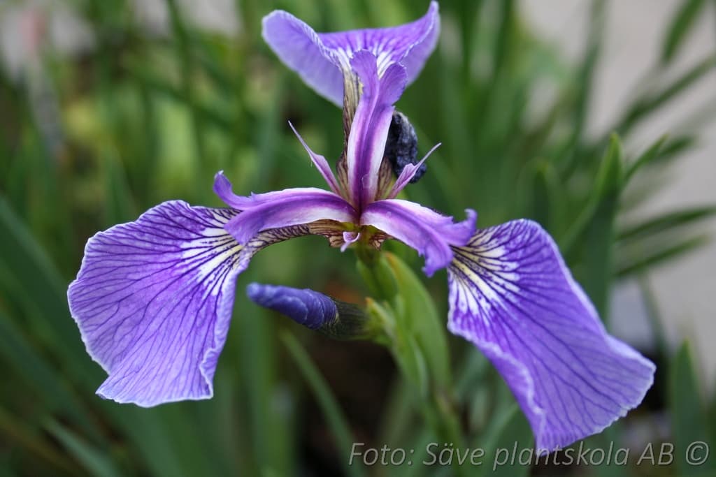Iris versicolor 'Purple Flame'
