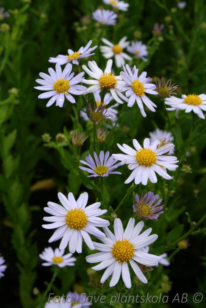 Kalimeris incisa 'Blue Star'