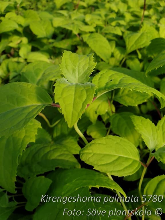 Kirengeshoma palmata