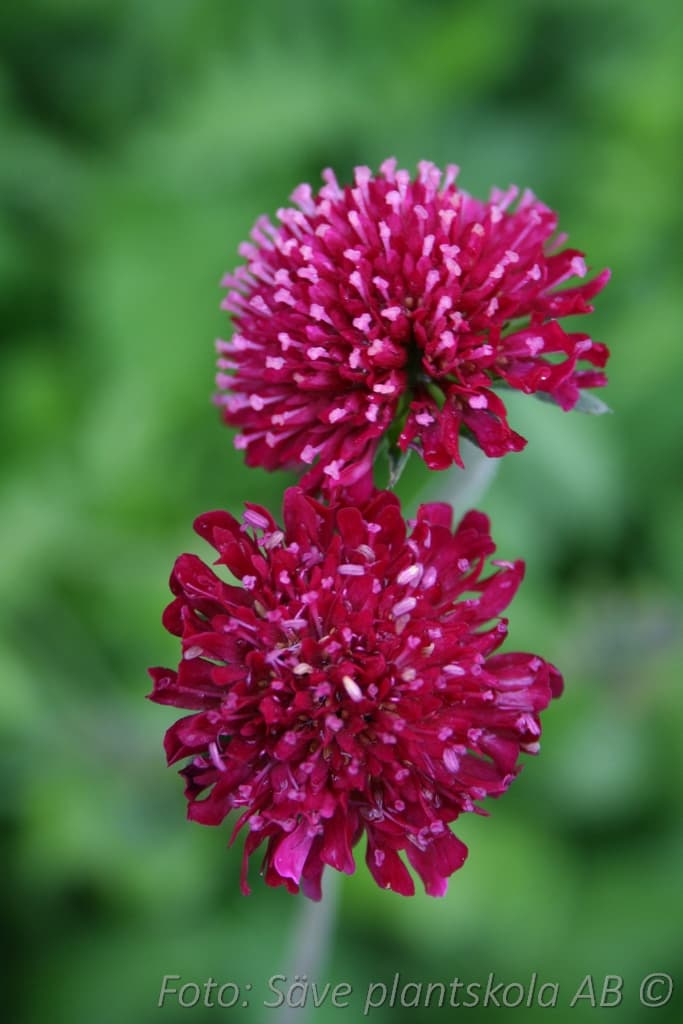 Knautia macedonica 'Mars Midget'