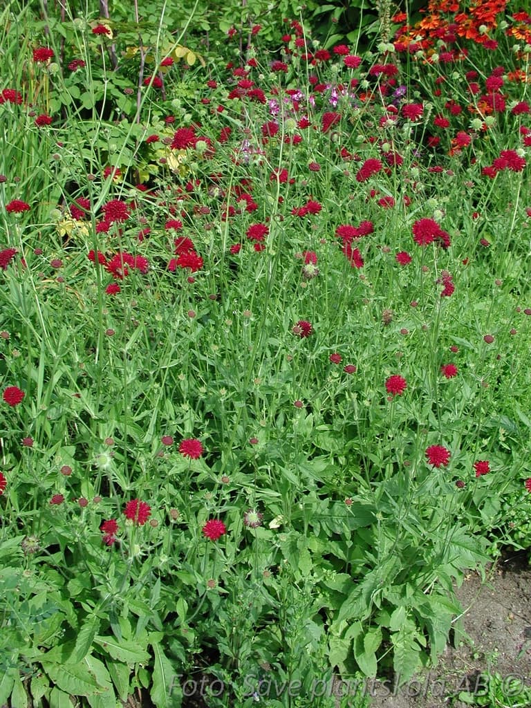 Knautia macedonica