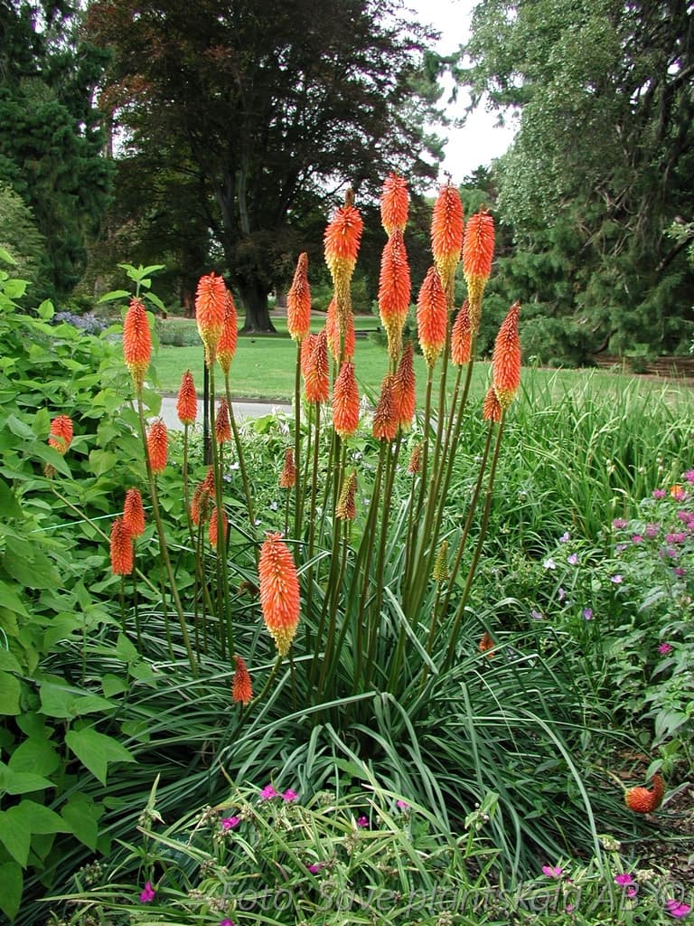 Kniphofia praecox