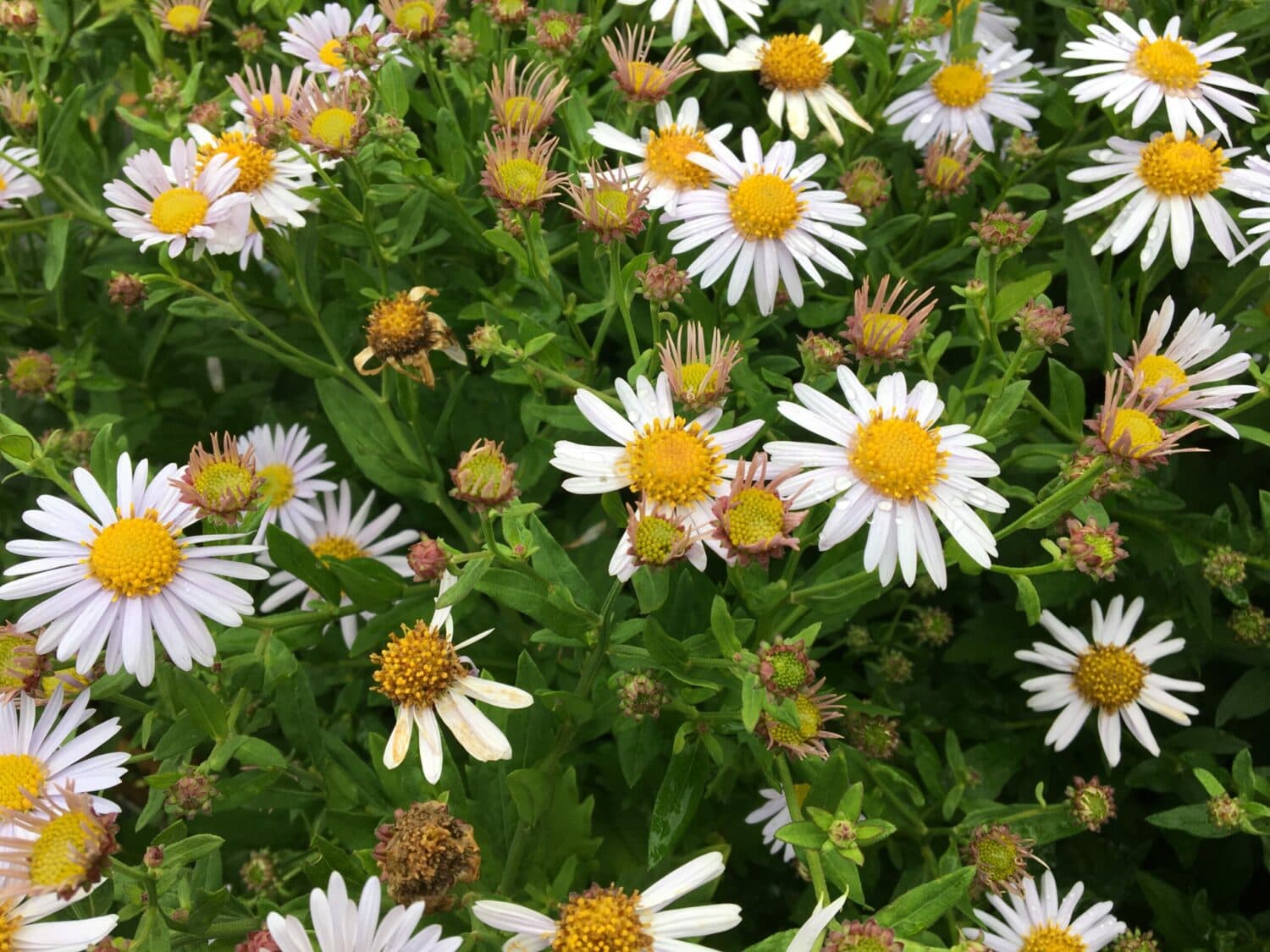 Kalimeris incisa 'Madiva'