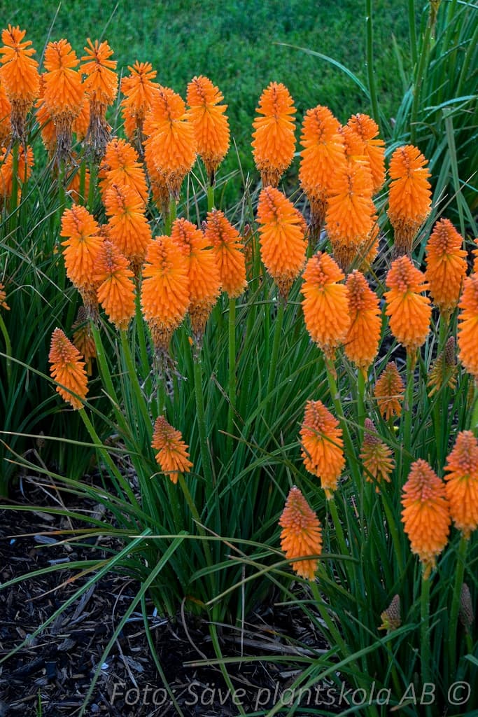 Kniphofia 'Orange Blaze' (PBR)